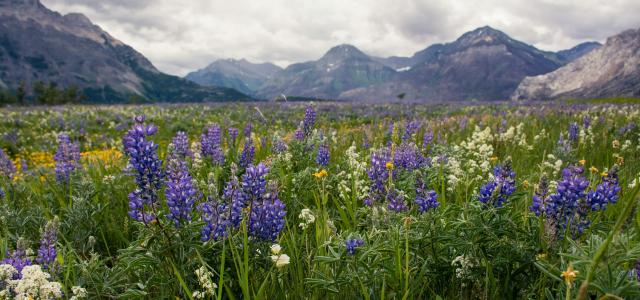 purple flower field near mountain under white clouds during daytime by Sharissa Johnson courtesy of Unsplash.